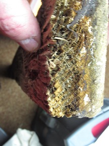 termite in wood, Termite damage